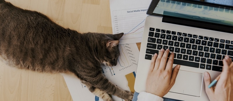 Pâtée ou croquettes pour chat : Comment faire le bon choix ?
