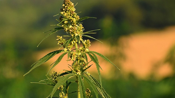 Comment éviter les produits d’huile de CBD frauduleux ?
